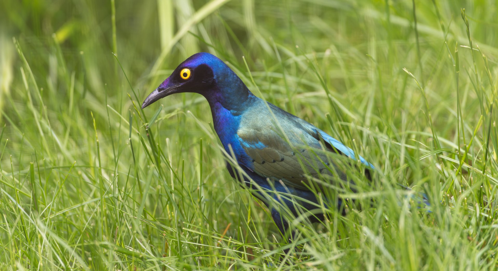Purple Glossy Starling, CWP, UK