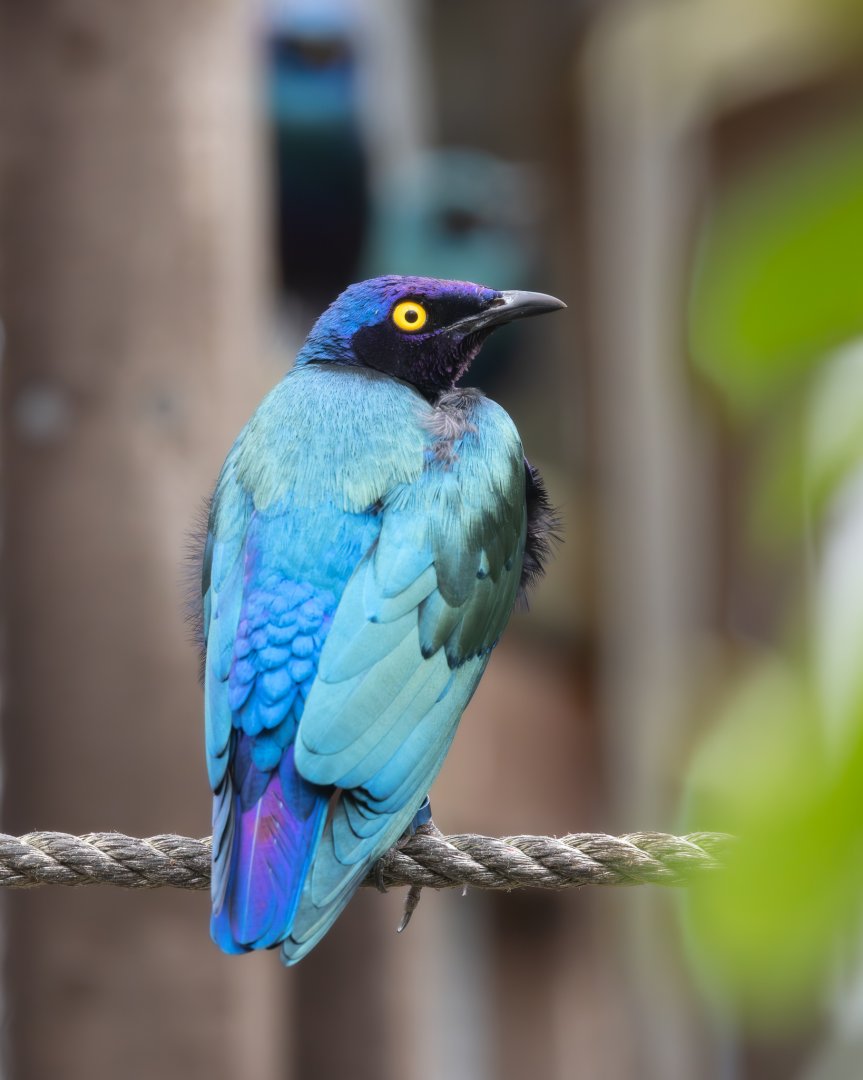 Purple Glossy Starling / Hamerton / 23-12-24