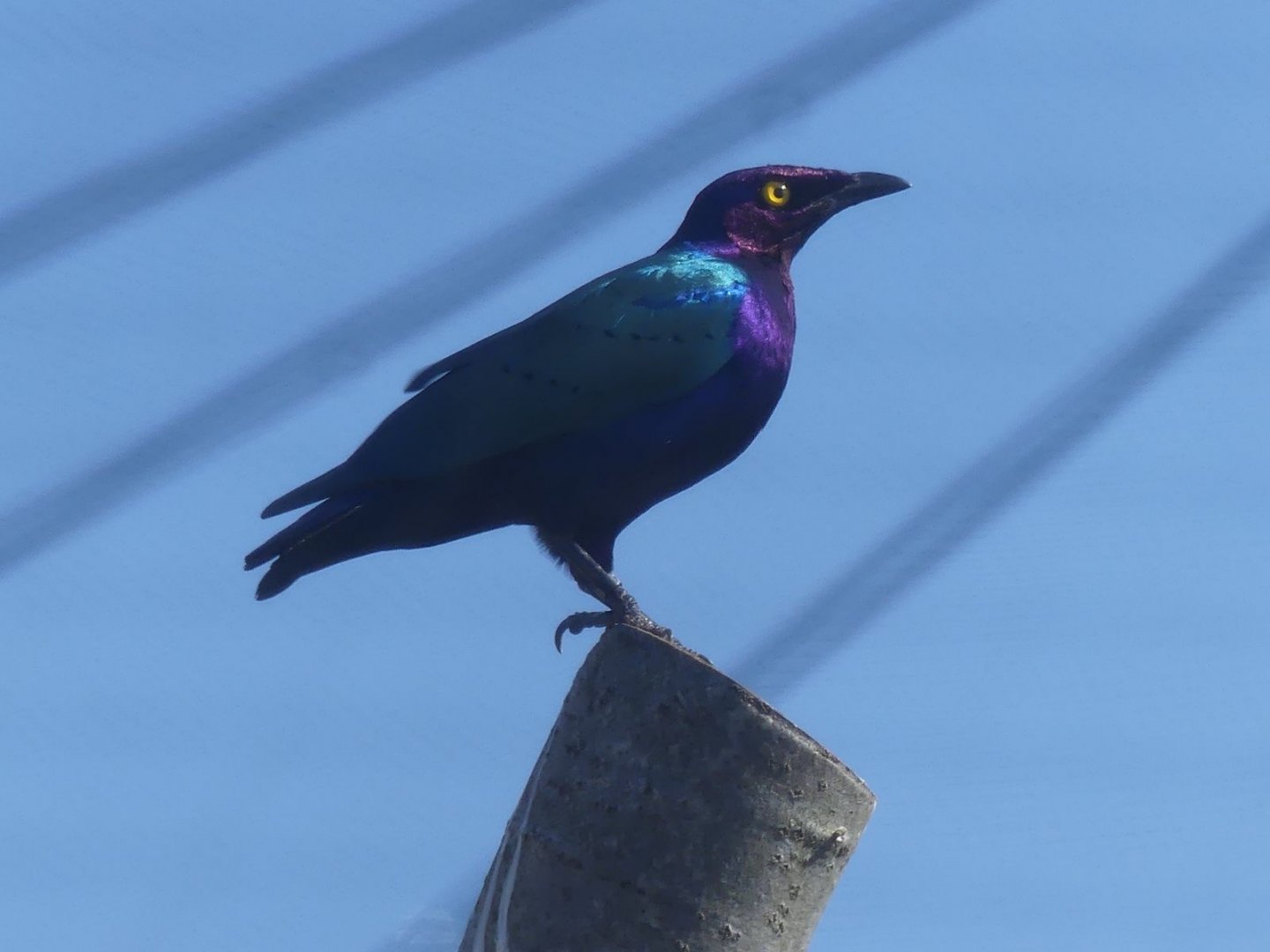 Purple Glossy Starling - Heart of Africa - 02.04.25