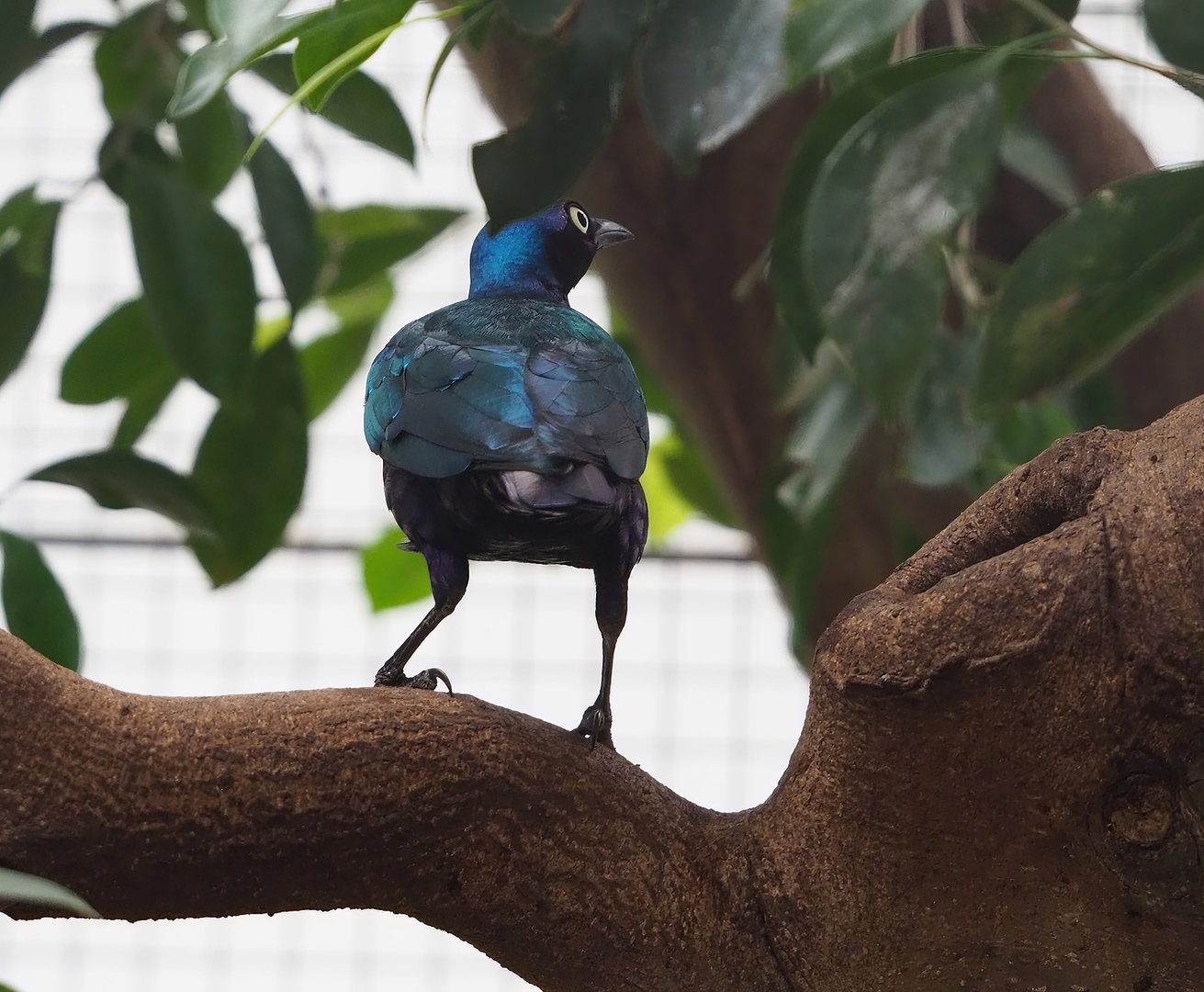 Purple glossy starling (Lamprotornis purpureus), 2022-08-28
