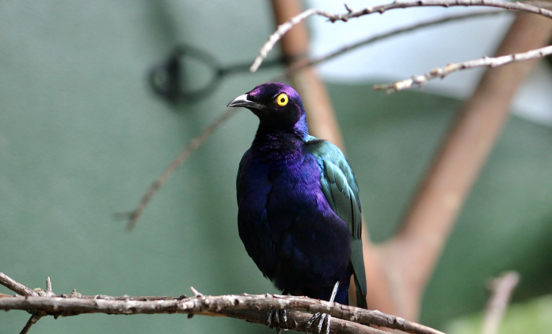 Purple Glossy Starling (Lamprotornis purpureus)