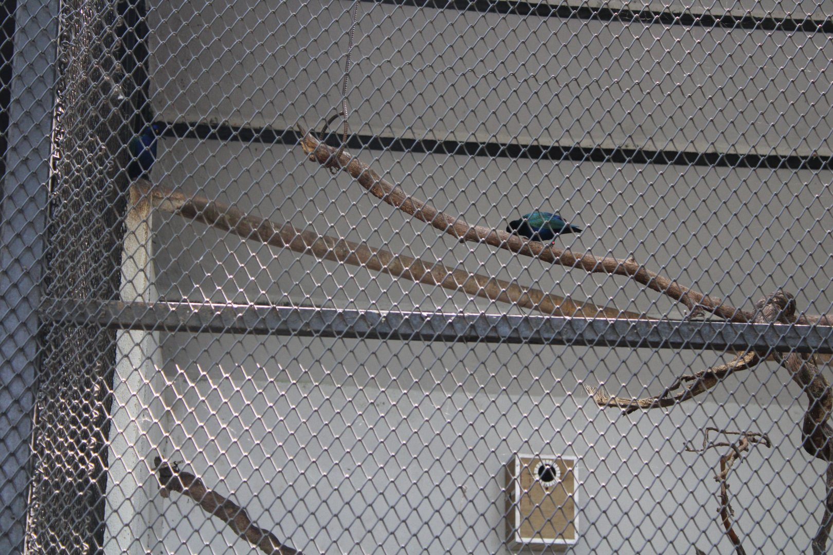 Purple Glossy Starling (Lamprotornis purpureus)