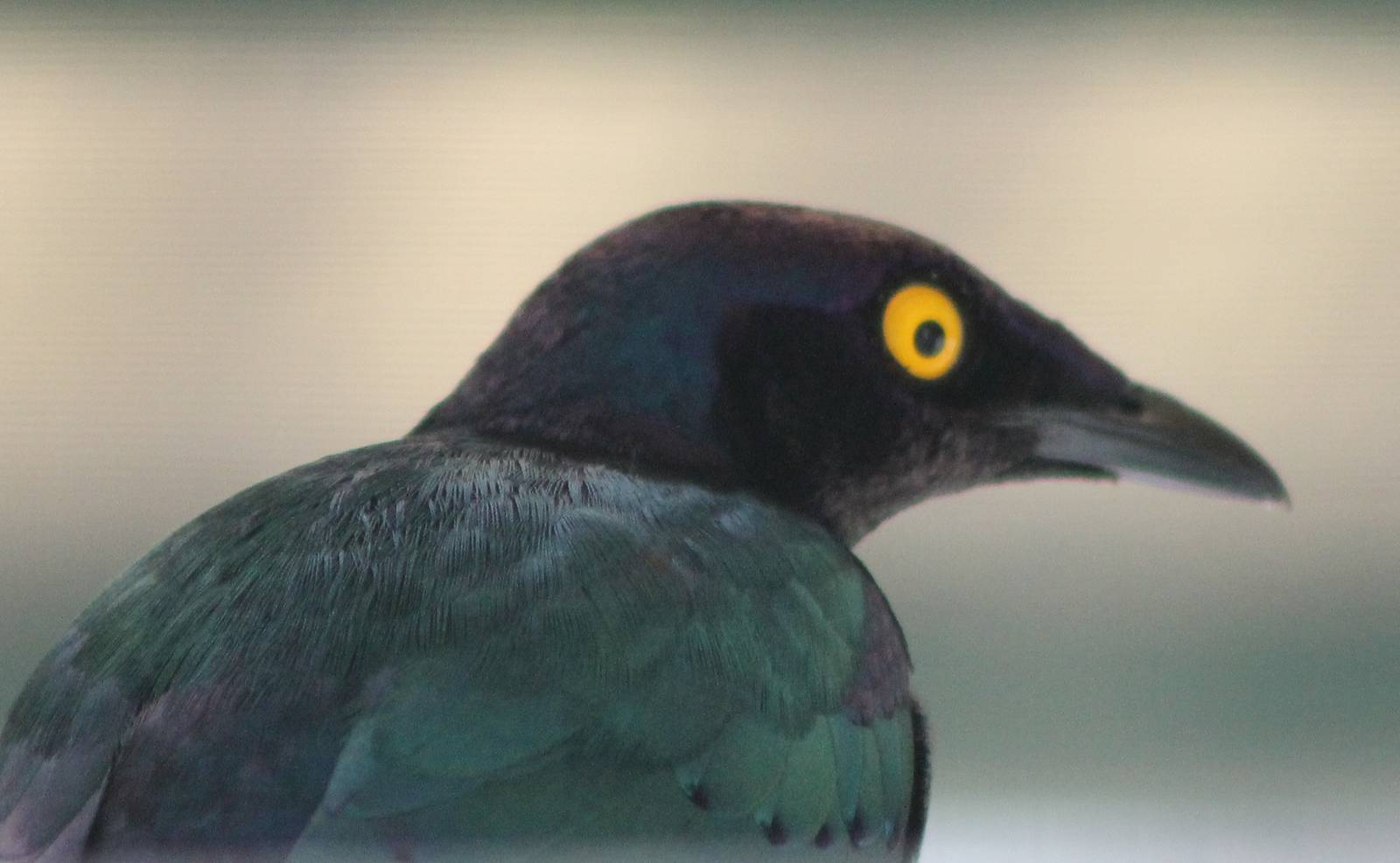 purple glossy starling