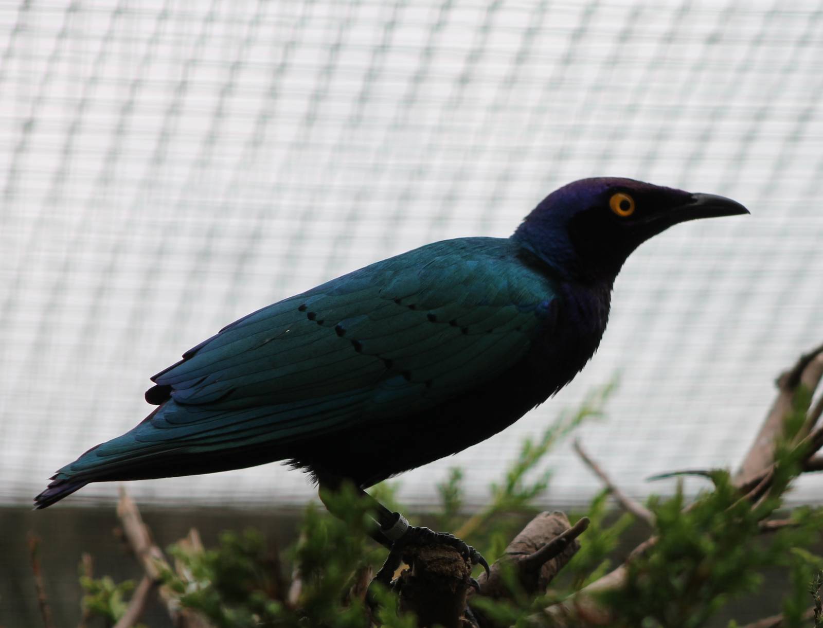Purple glossy starling
