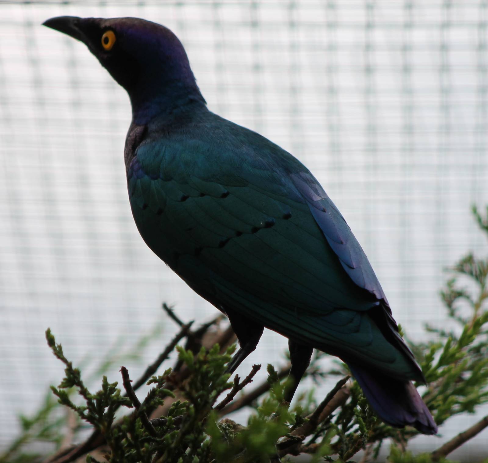 Purple glossy starling