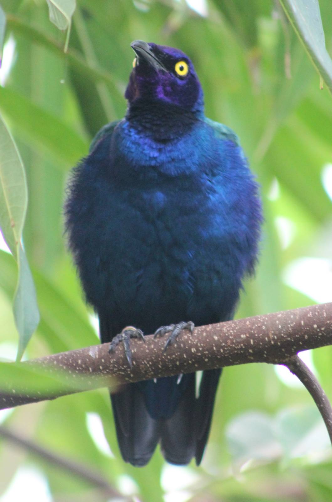 Purple glossy starling