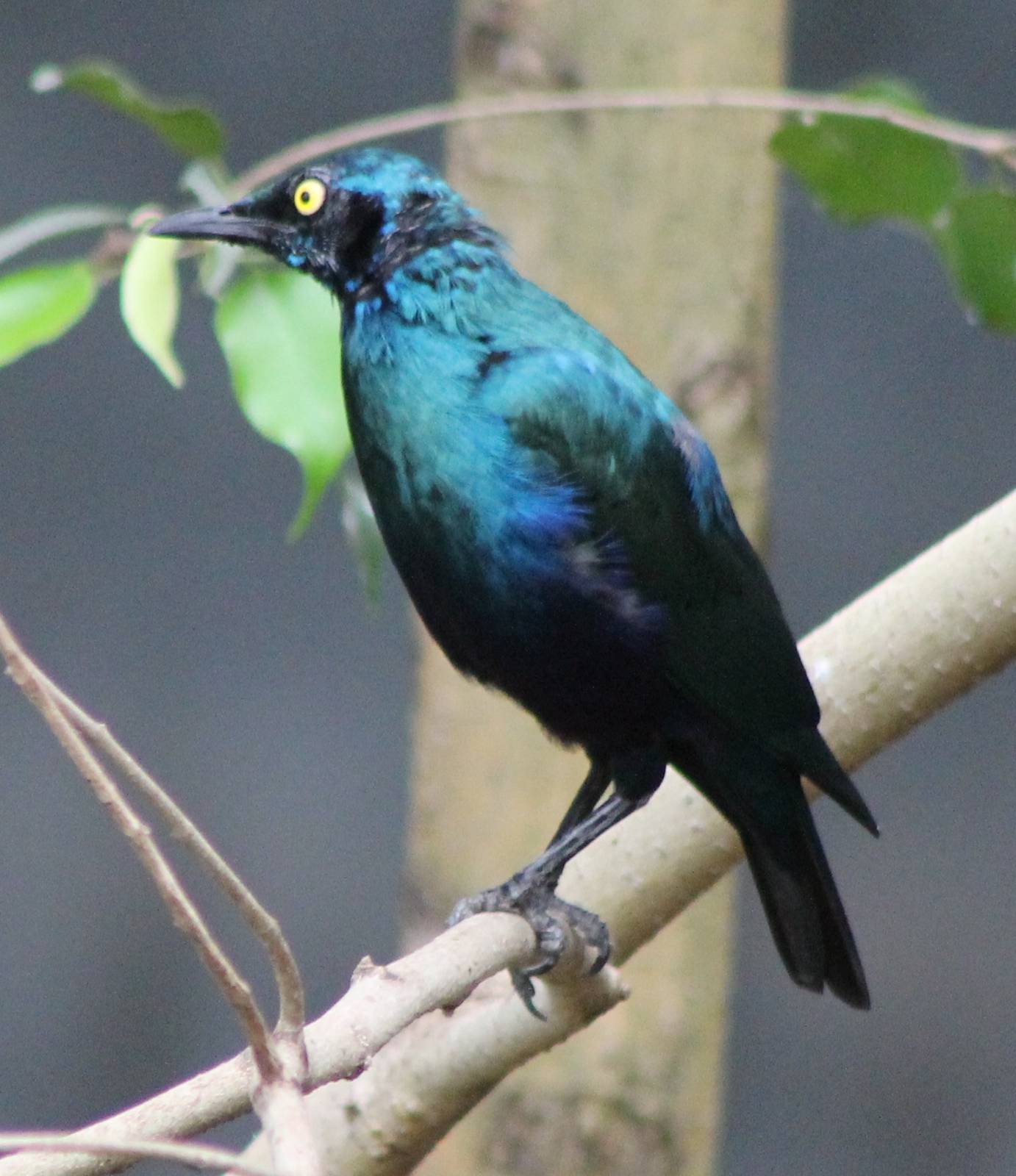 Purple glossy starling