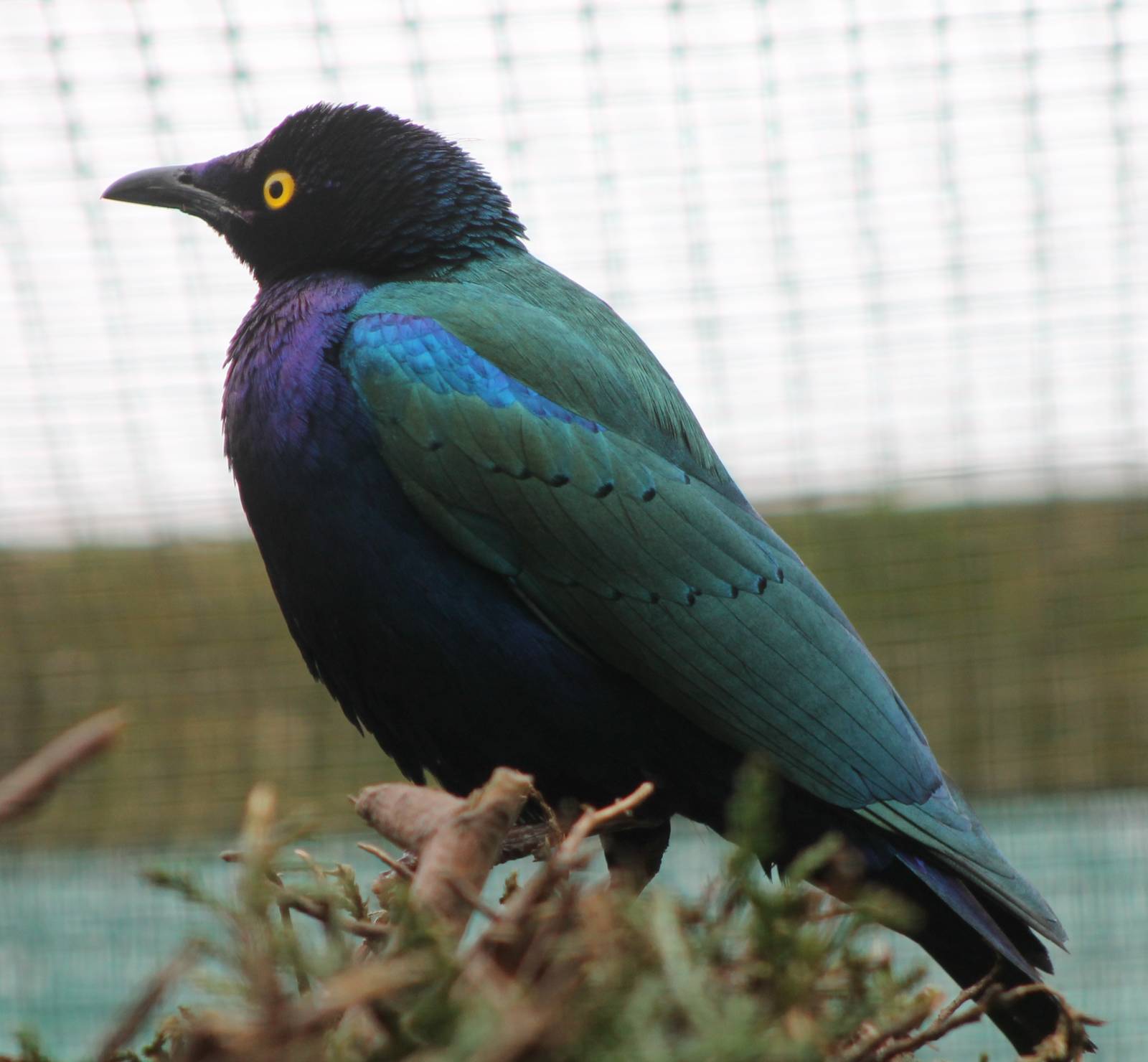 Purple glossy starling