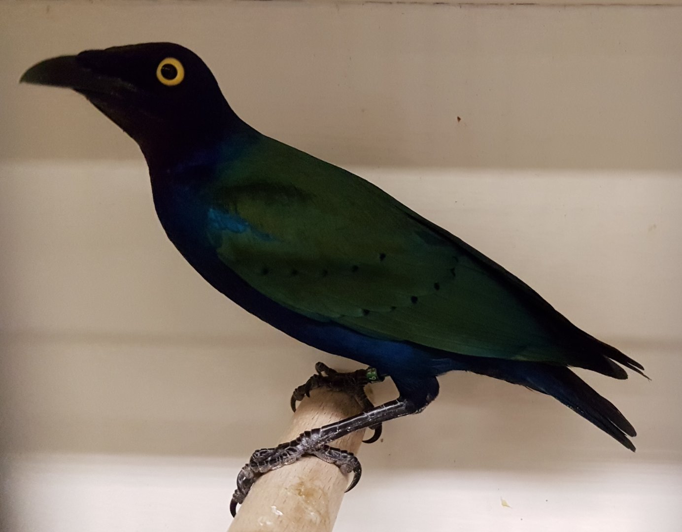 Purple glossy starling