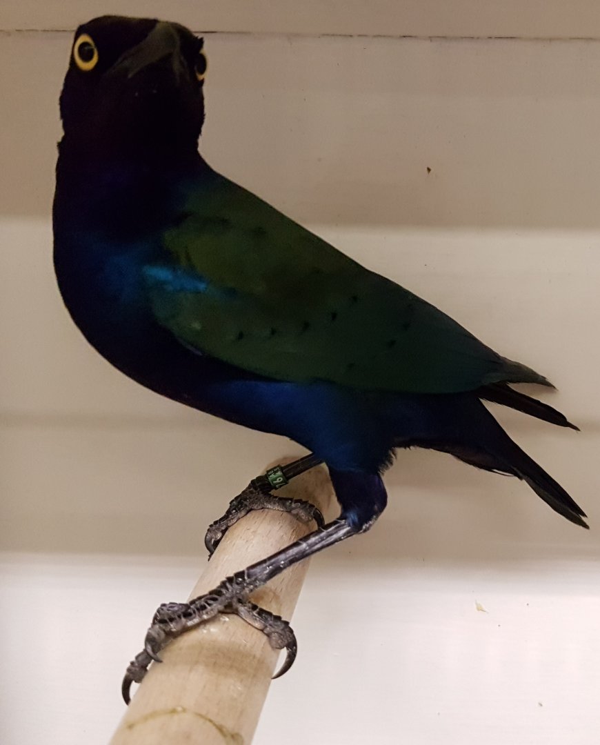 Purple glossy starling