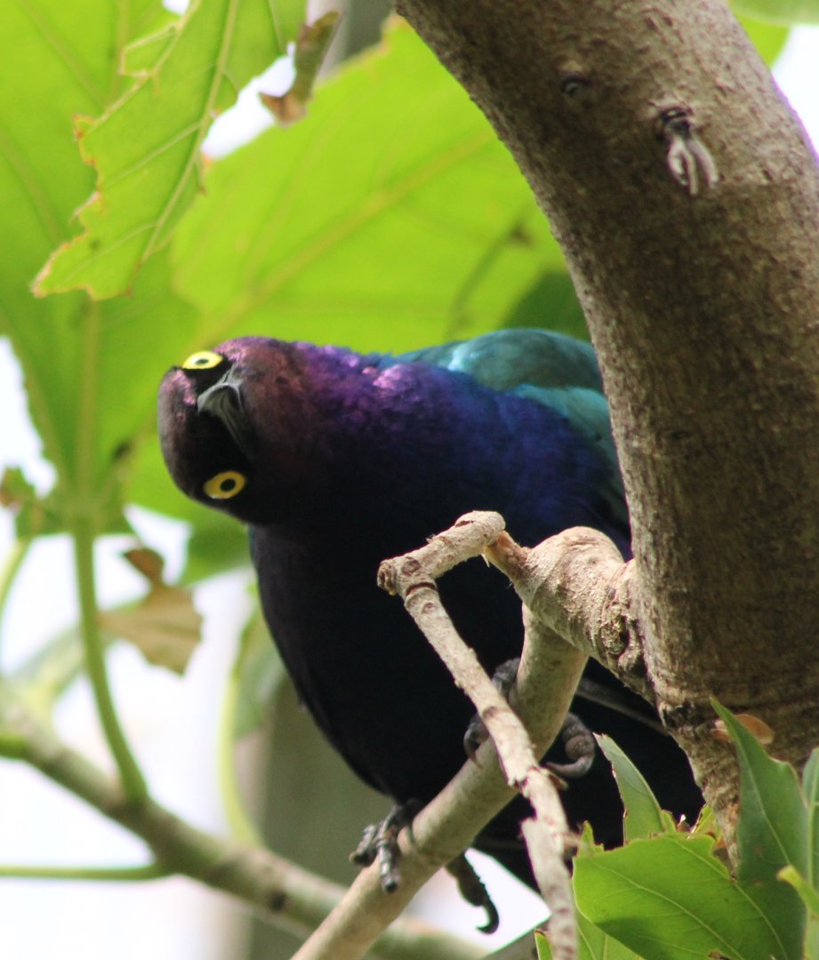 Purple glossy starling