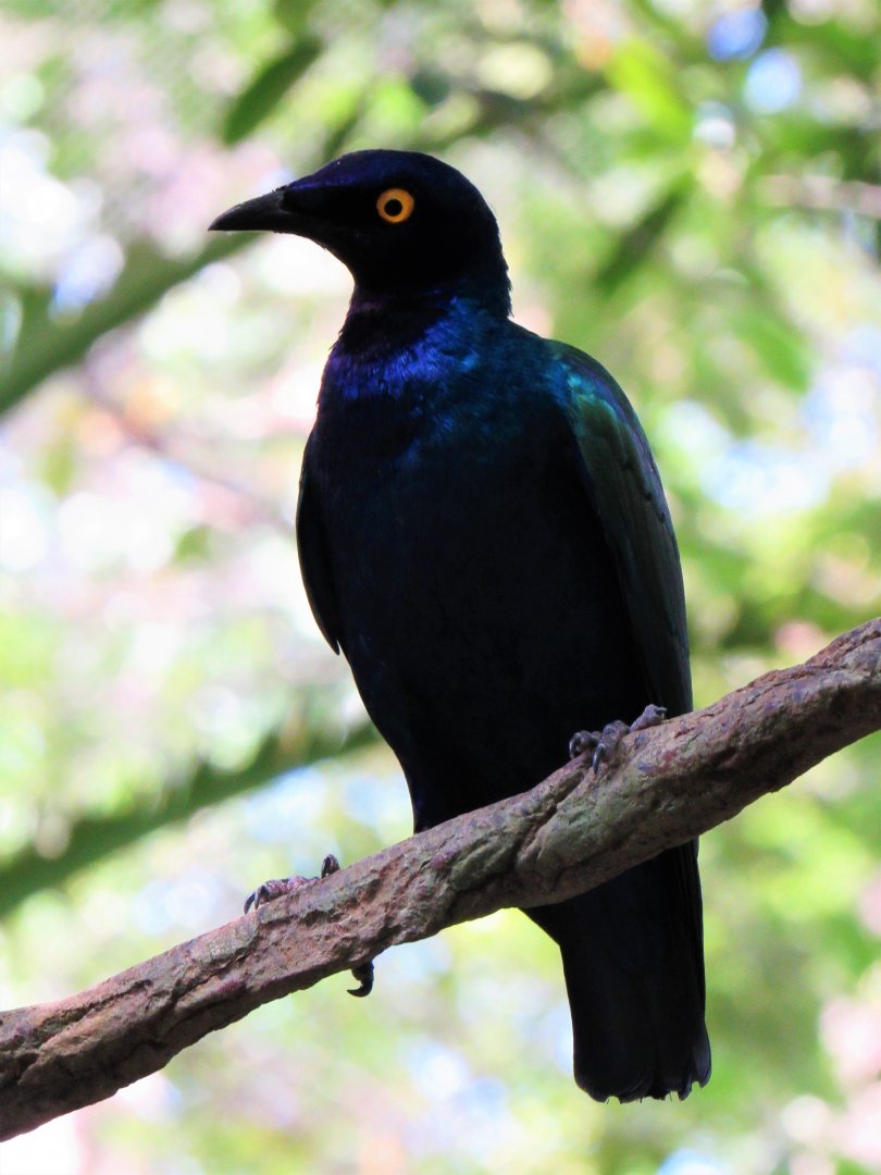 Purple glossy starling