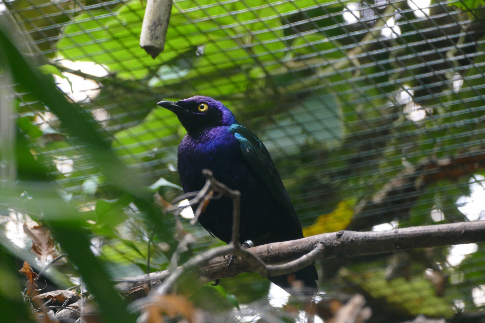 Purple glossy-starling