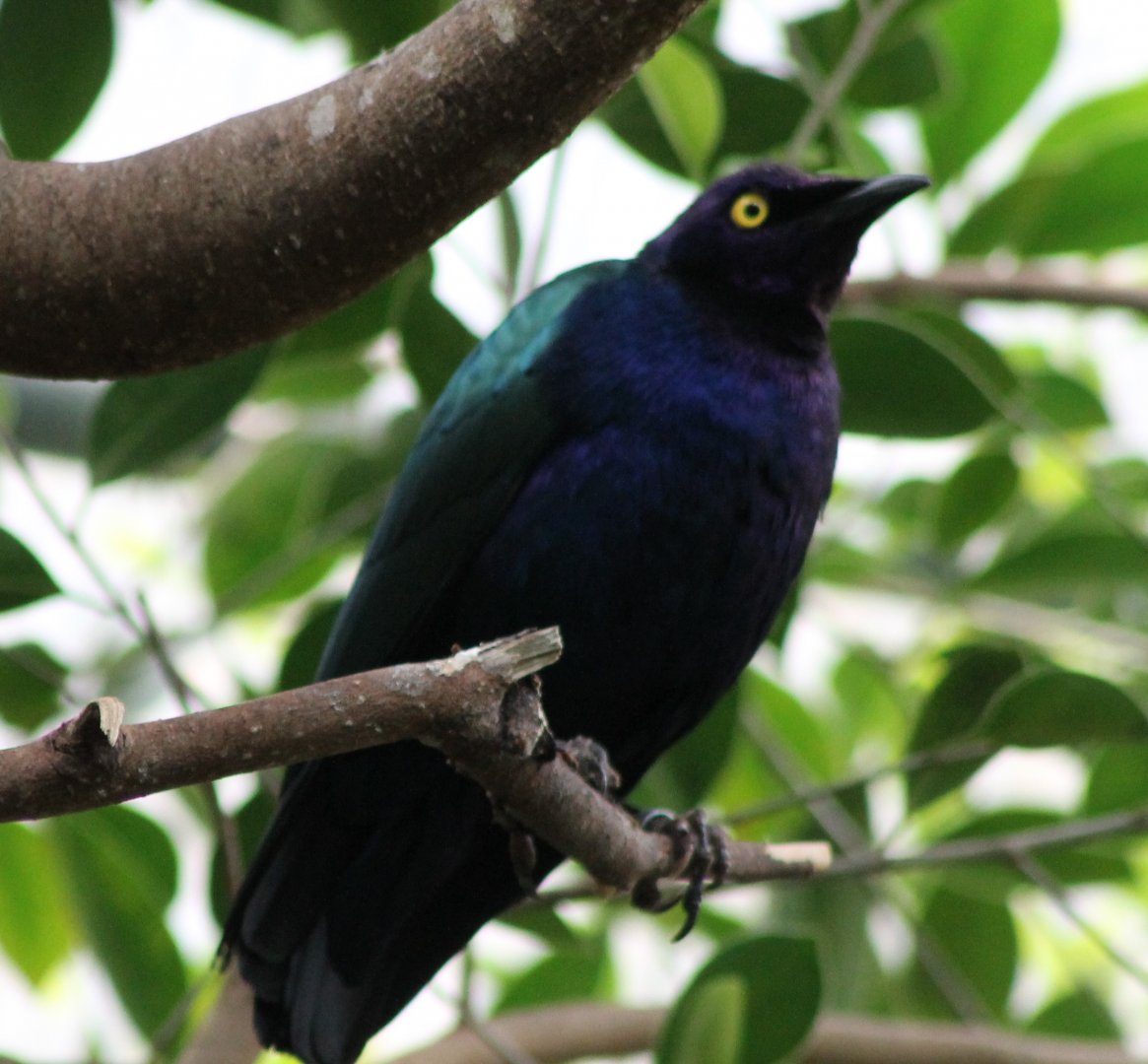 Purple glossy starling