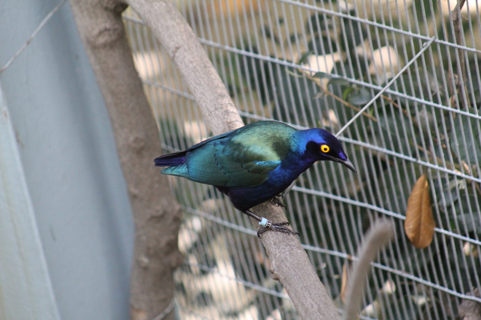 Purple Glossy Starling