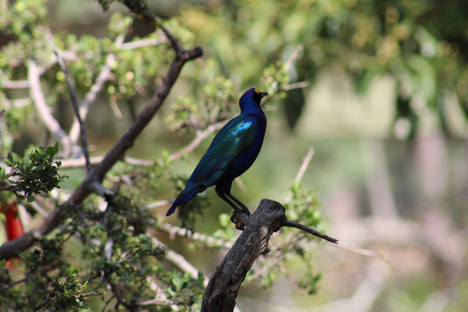 Purple Glossy Starling