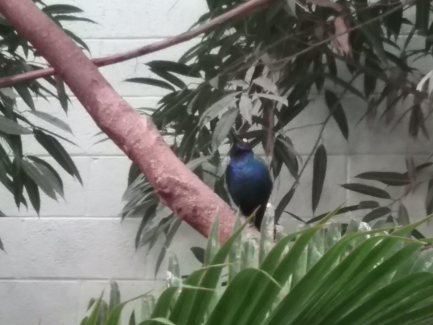 Purple glossy starling