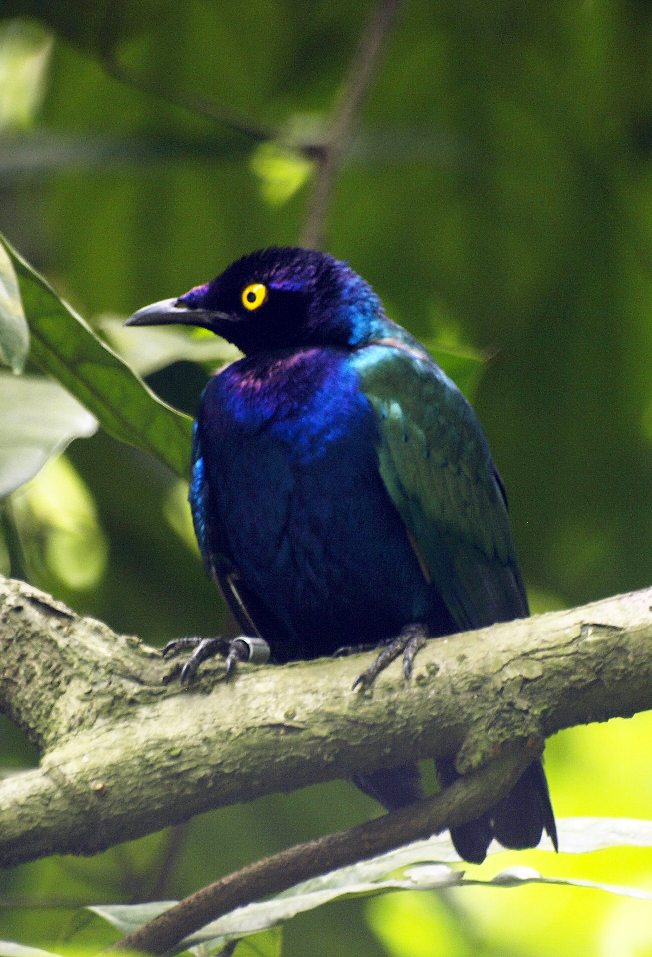 Purple Glossy starling