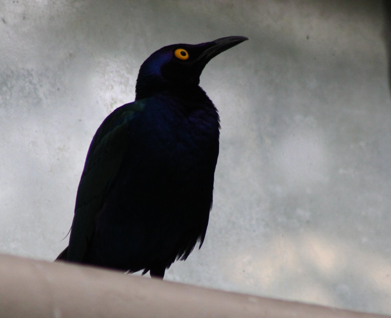 Purple glossy starling