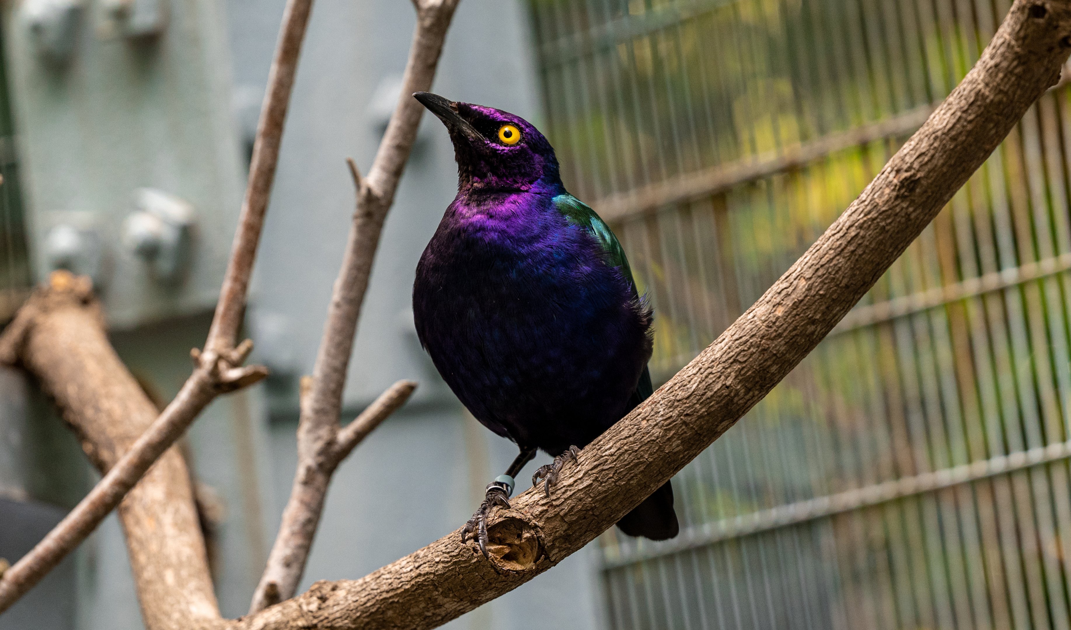 Purple Glossy Starling