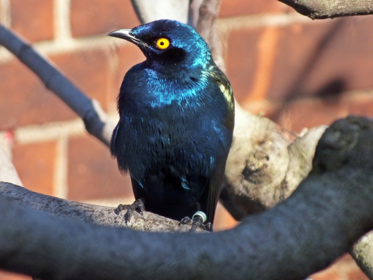 Purple glossy starling