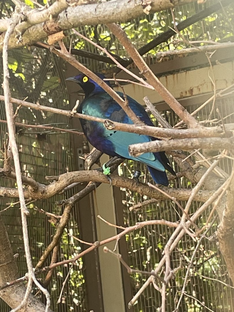 Purple Glossy Starling
