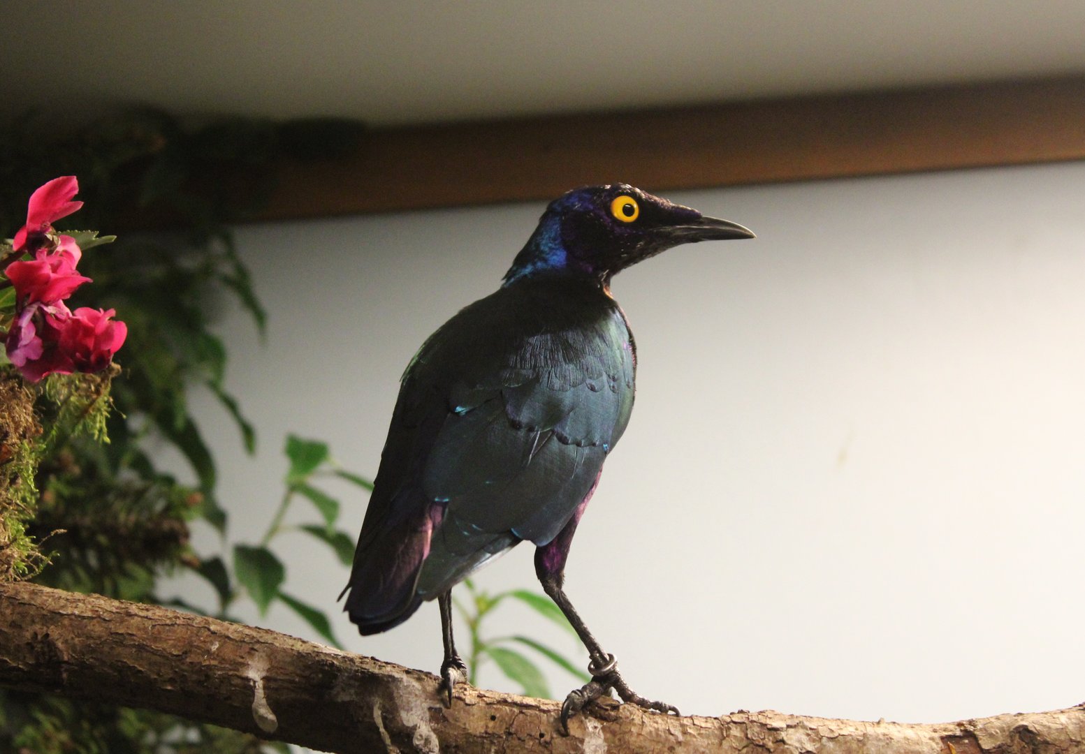 Purple glossy starling
