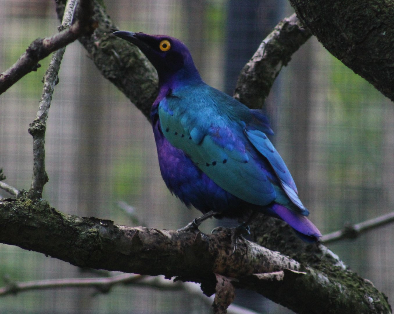 Purple glossy starling