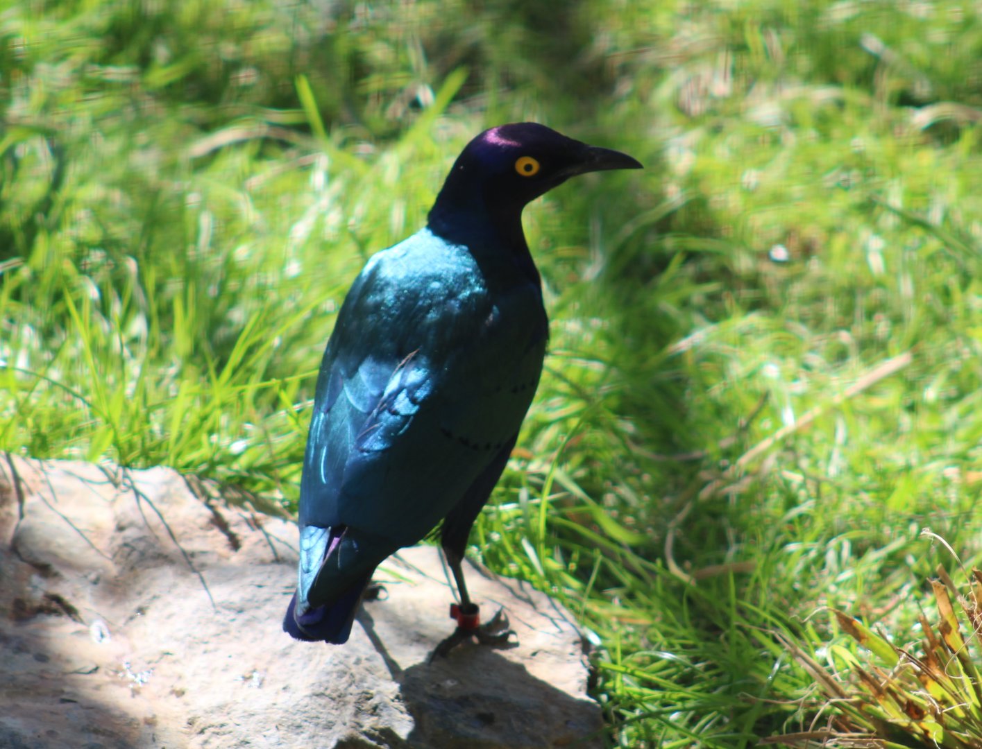 Purple glossy starling