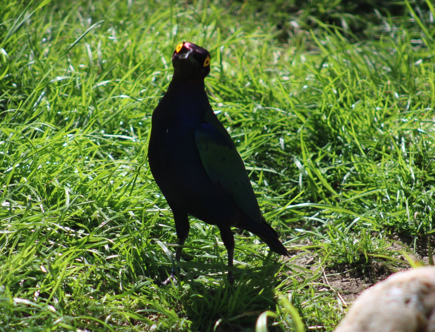 Purple glossy starling