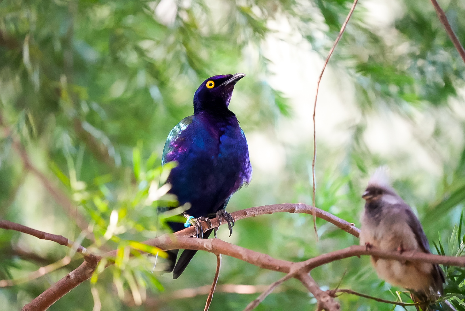 Purple Glossy Starling