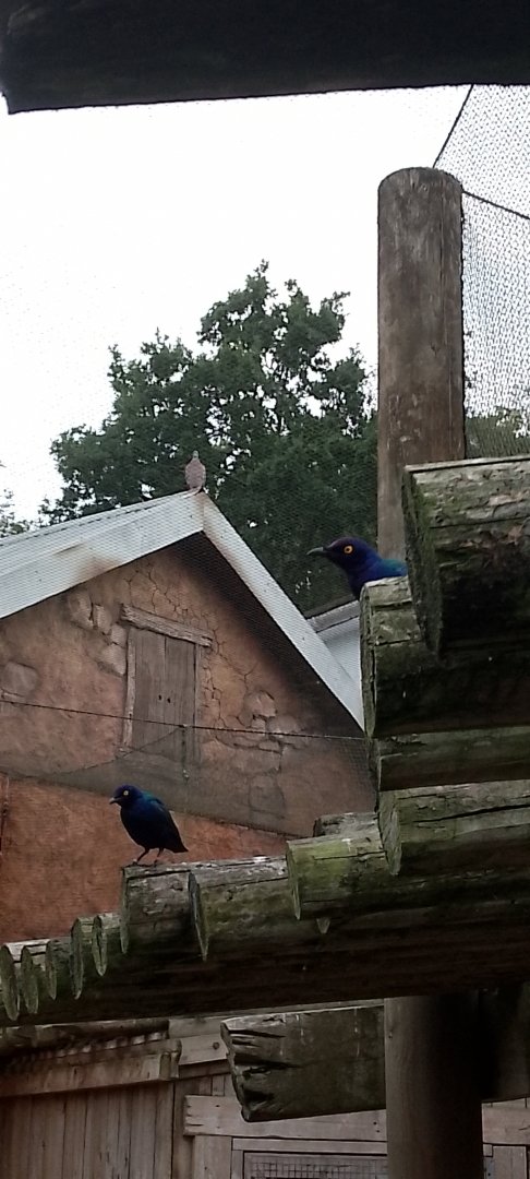 Purple glossy starling