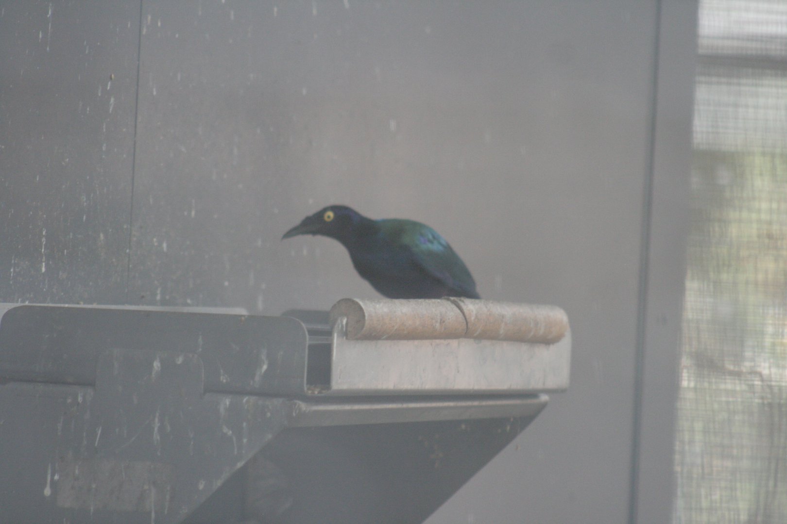 purple glossy starling
