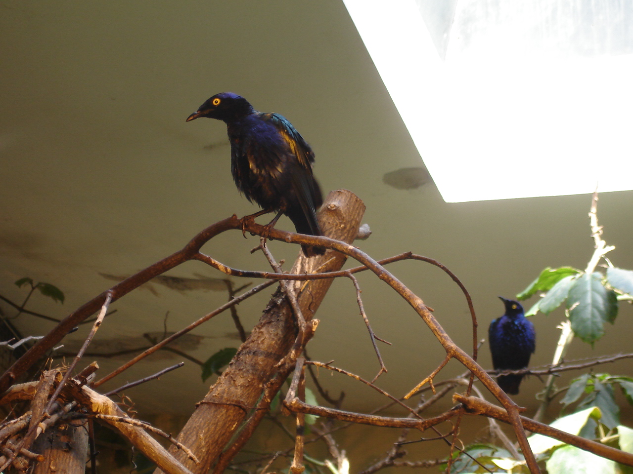 Purple Glossy-starling