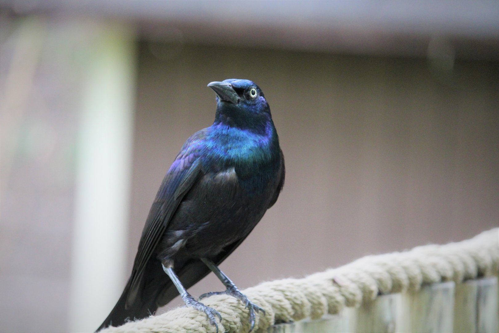 Purple Grackle