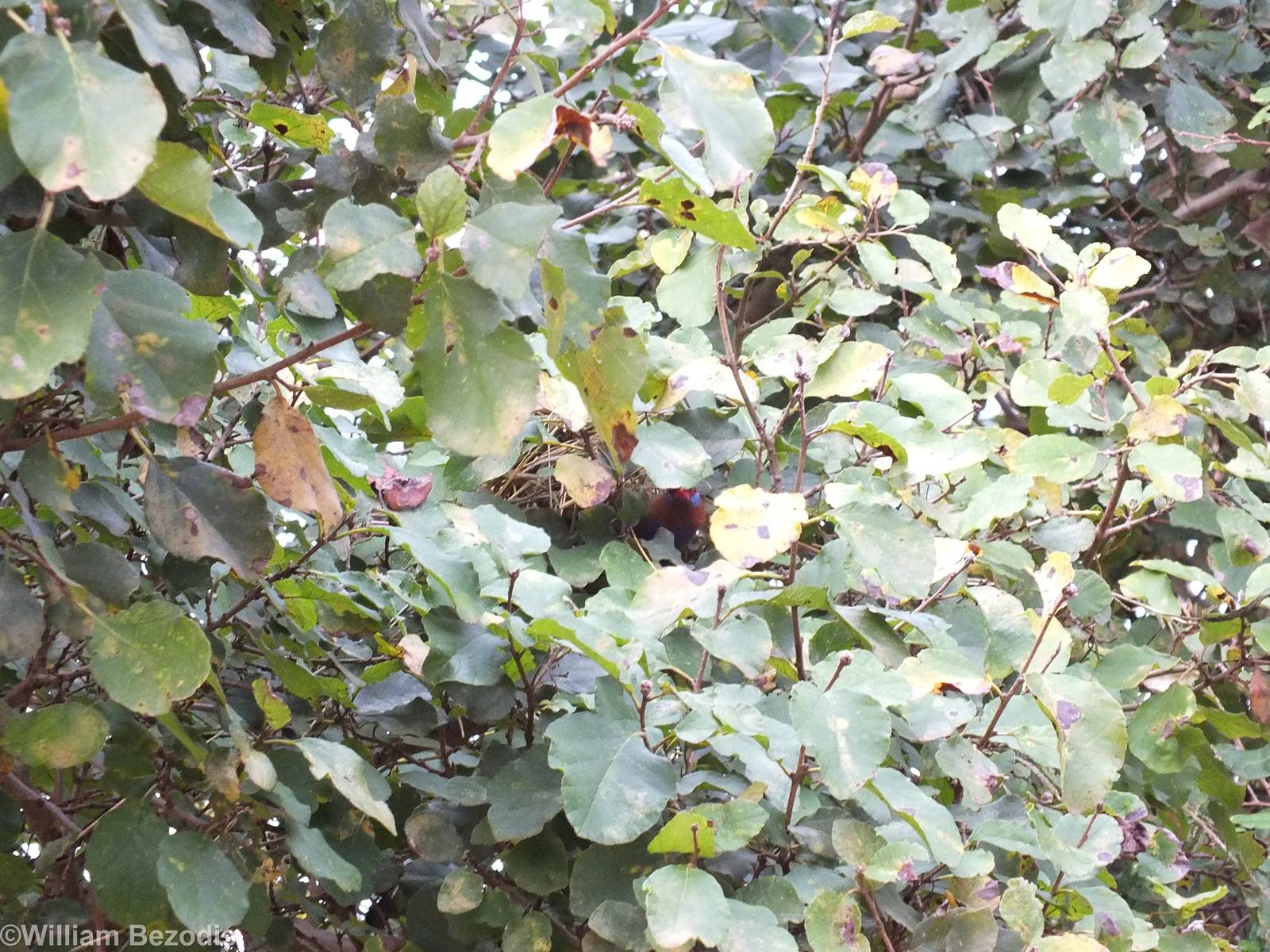 Purple Grenadier Emerges from the Nest