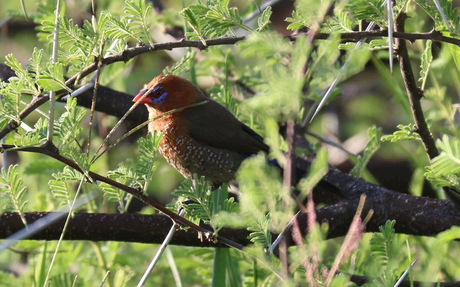 Purple Grenadier female