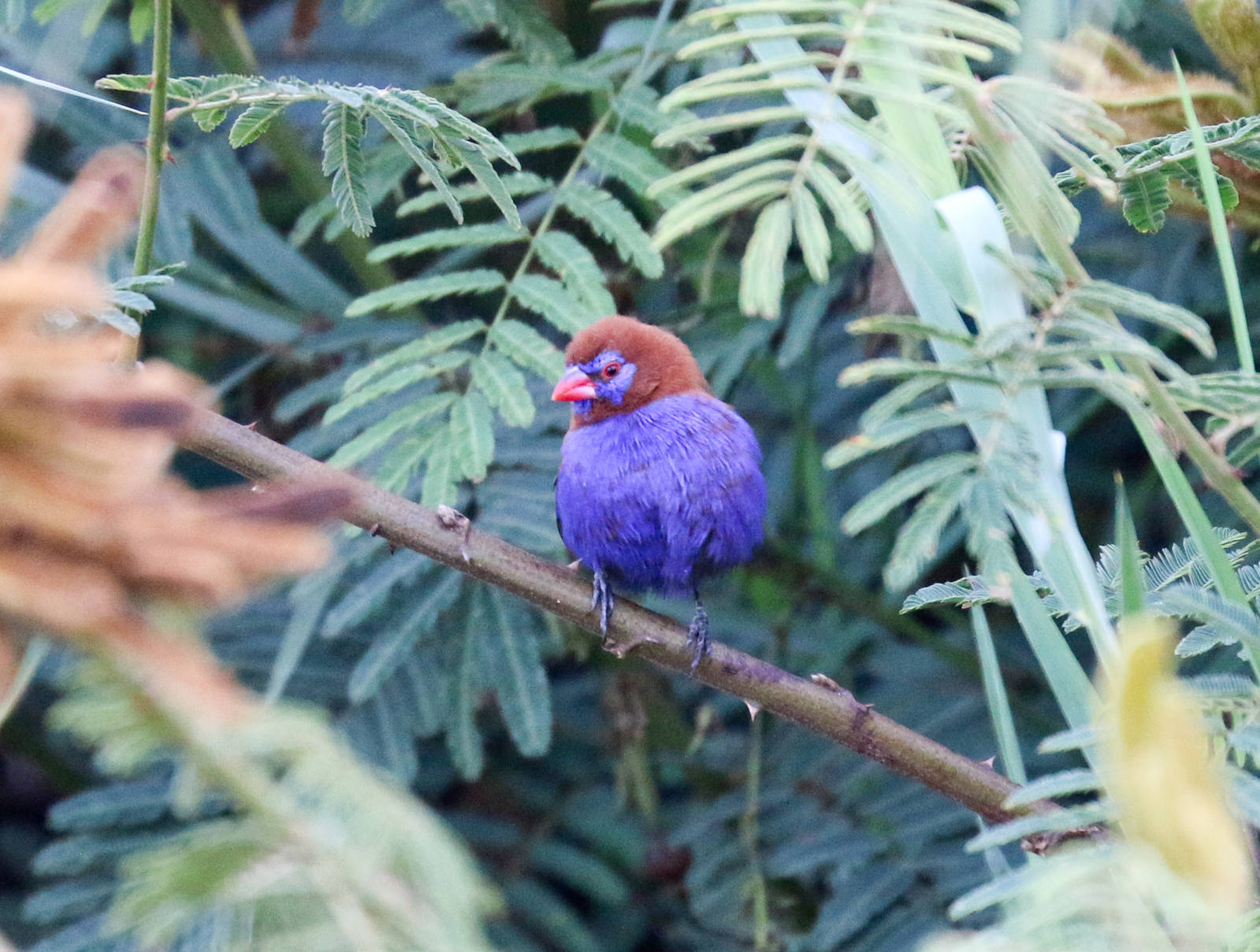 Purple Grenadier male