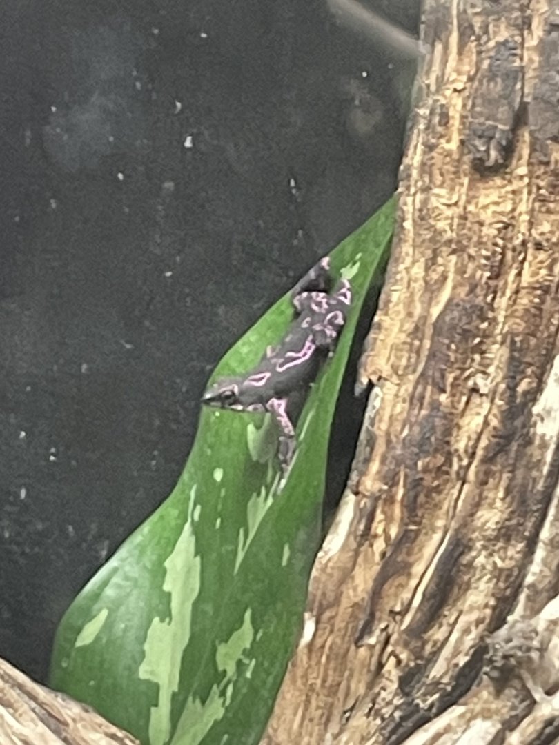 Purple harlequin toad (Atelopus barbotini)