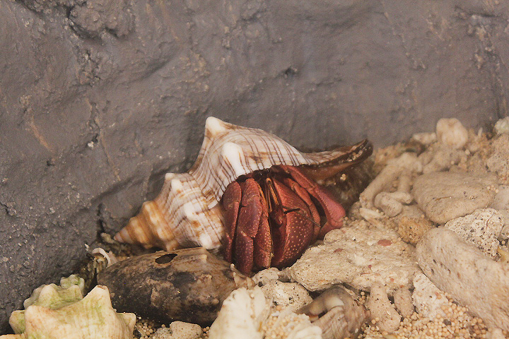 Purple hermit crab (Coenobita brevimanus) - Suraloka Interactive Zoo