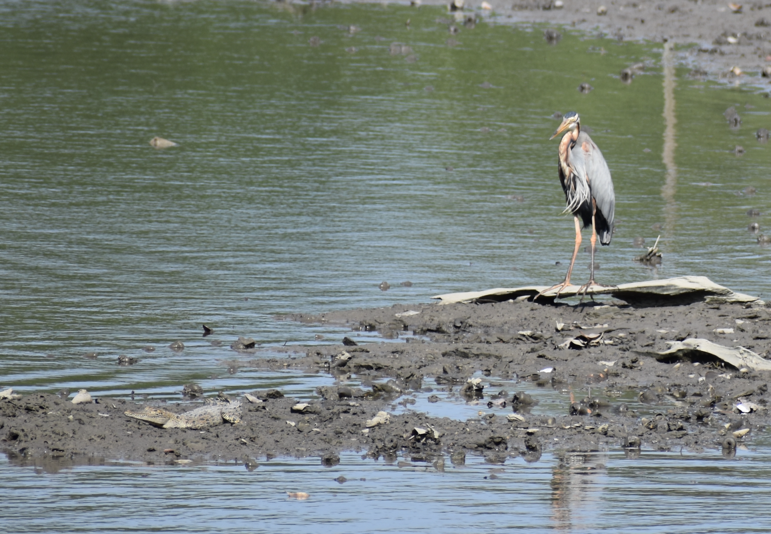 Purple Heron and Estuarine Crocodile ~ Sungei Buloh Wetlands Reserve
