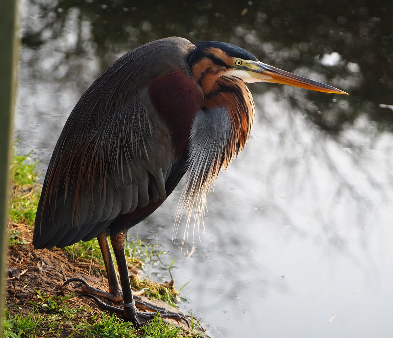 Purple heron (Ardea purpurea), 2019-12-28