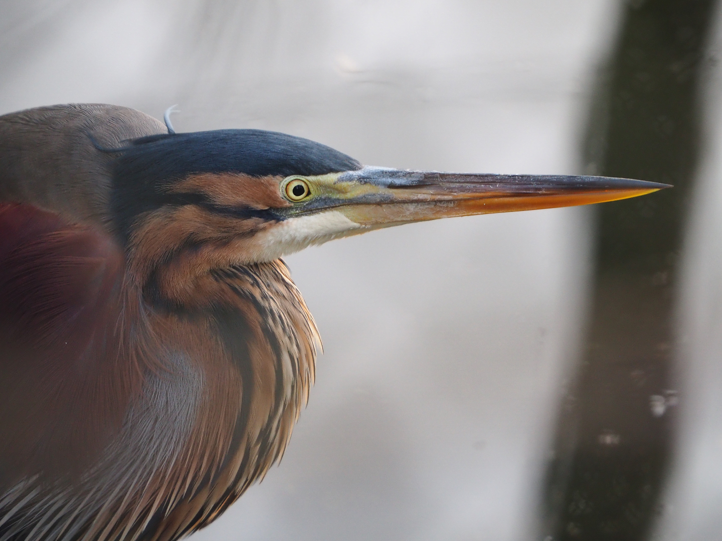 Purple heron (Ardea purpurea), 2019-12-28