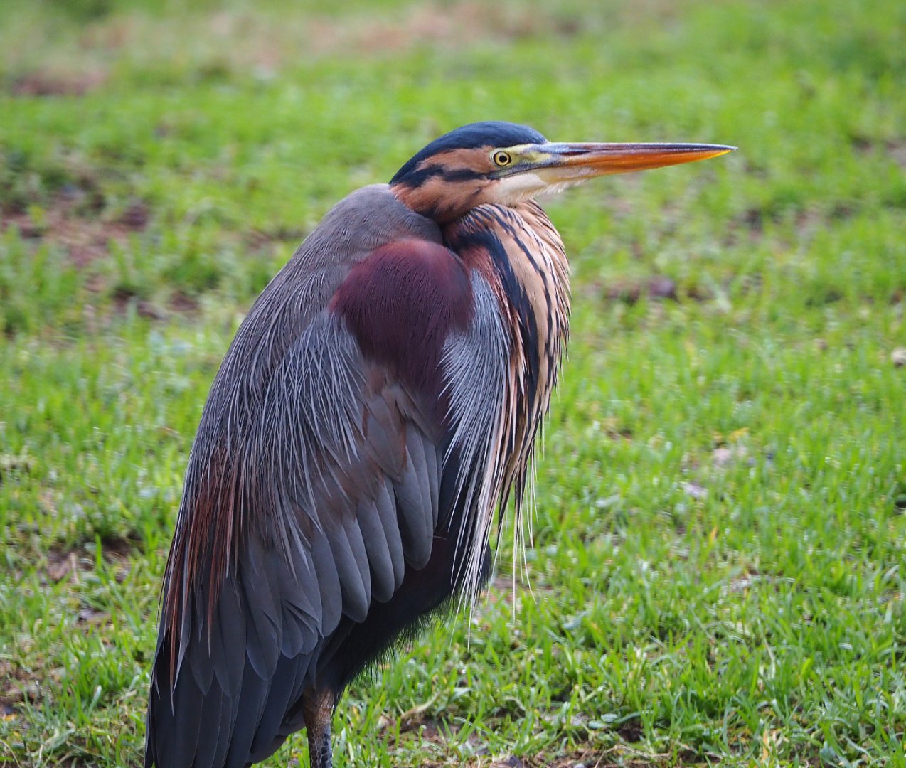 Purple heron (Ardea purpurea), 2020-01-11
