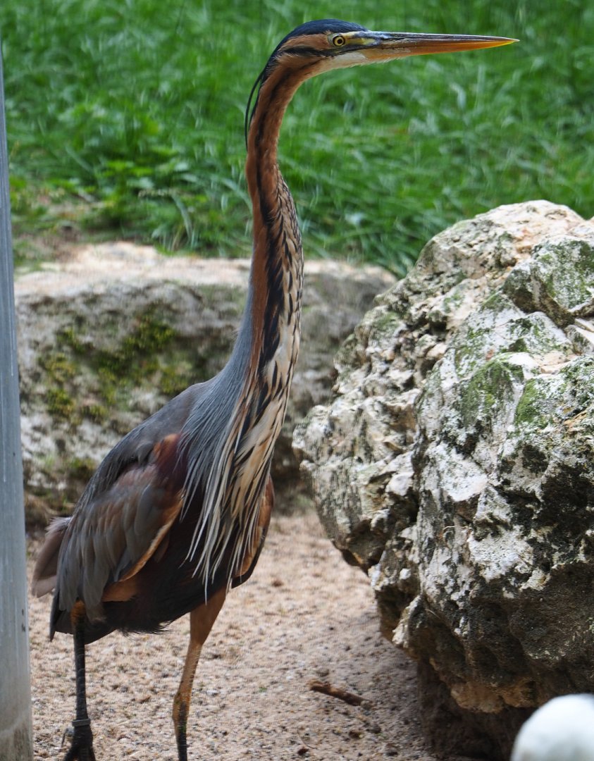 Purple heron (Ardea purpurea), 2020-07-14