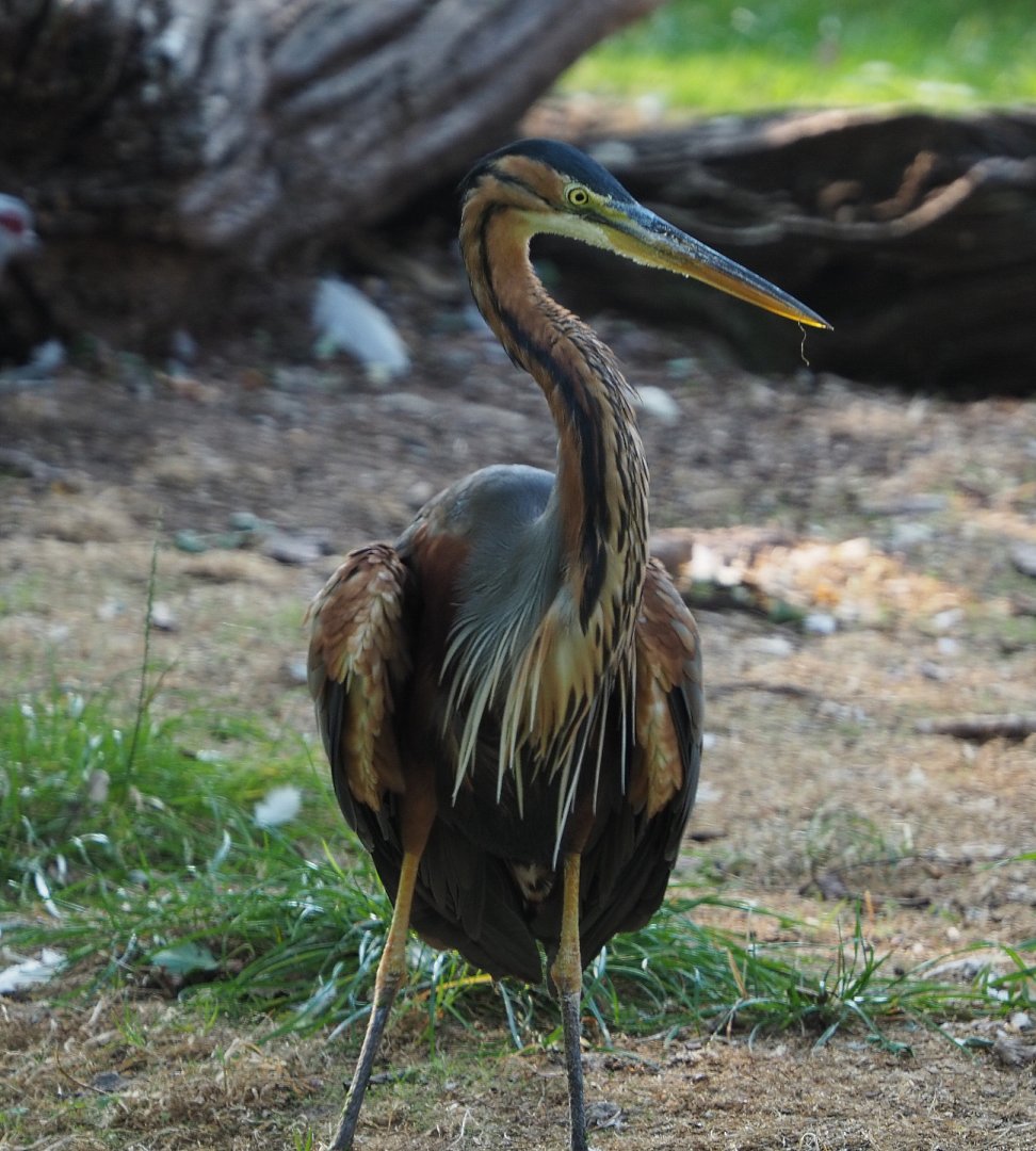 Purple heron (Ardea purpurea), 2020-09-16