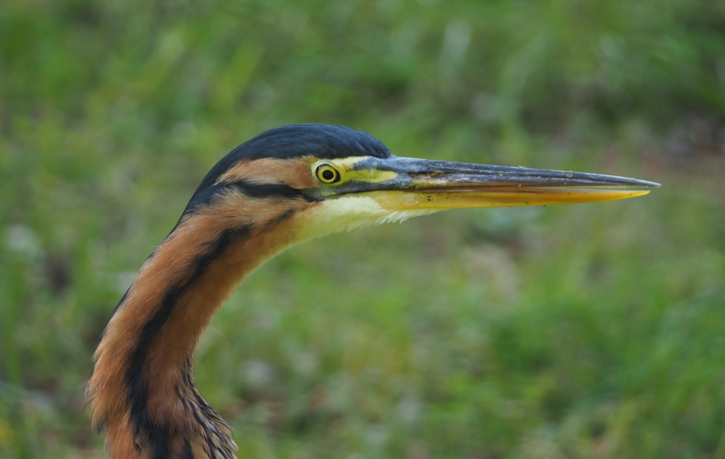 Purple heron (Ardea purpurea), 2020-09-16