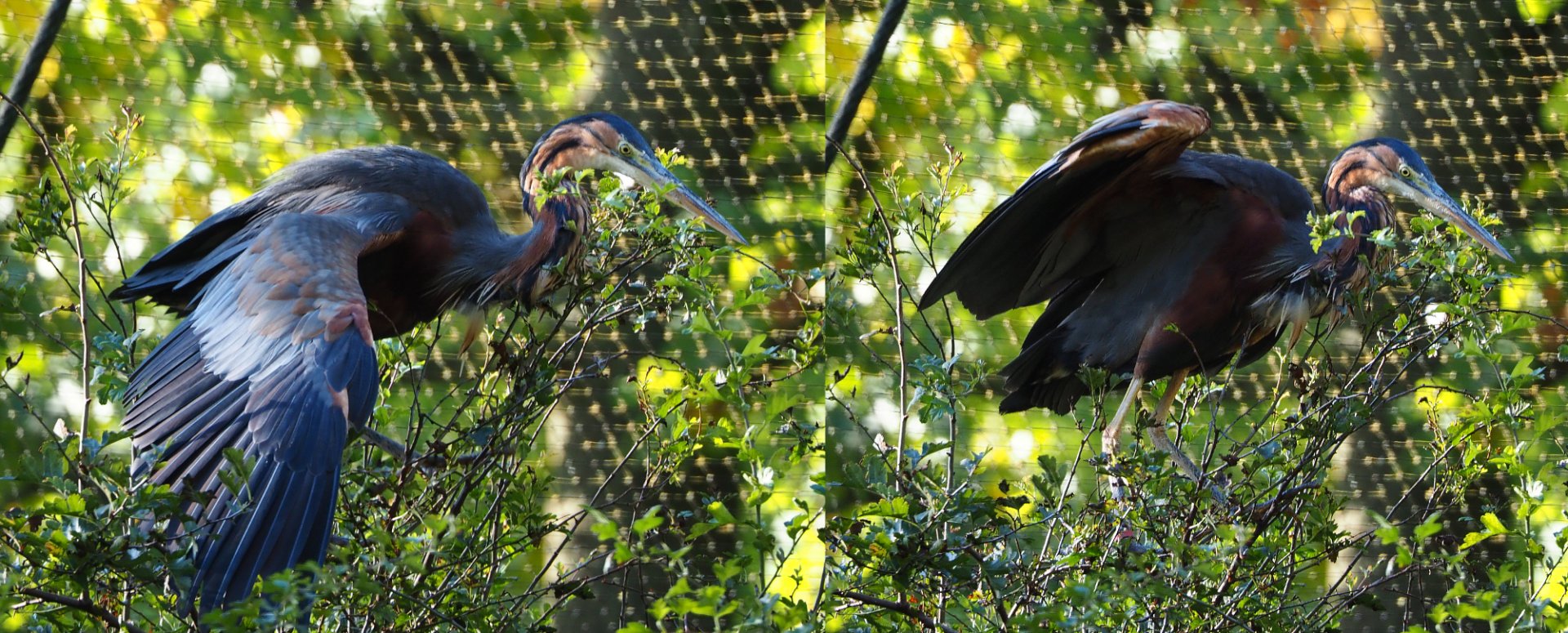 Purple heron (Ardea purpurea), 2020-10-10