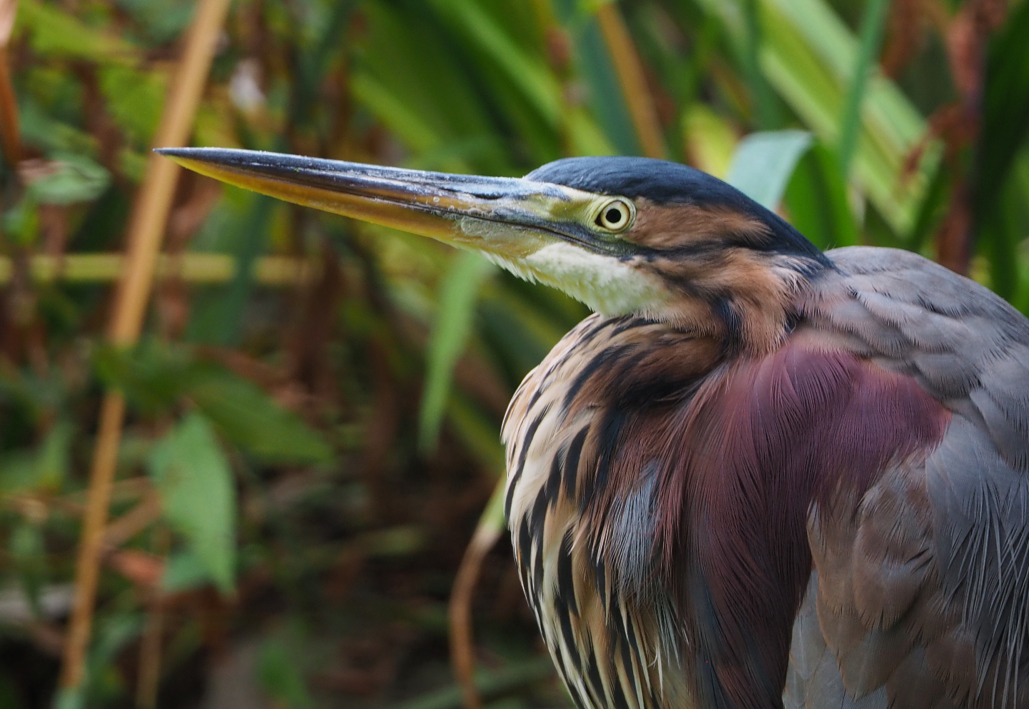 Purple heron (Ardea purpurea), 2020-10-19
