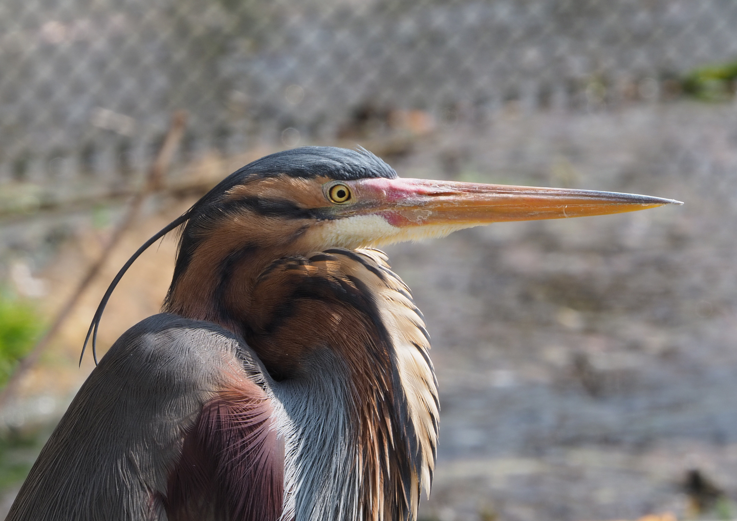 Purple heron (Ardea purpurea), 2021-04-20